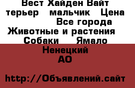 Вест Хайден Вайт терьер - мальчик › Цена ­ 35 000 - Все города Животные и растения » Собаки   . Ямало-Ненецкий АО